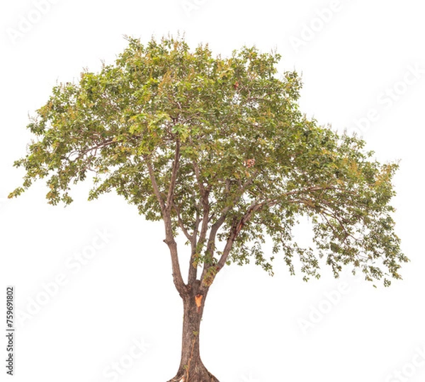 Obraz Transparent background tree for design