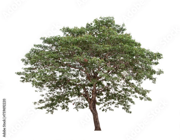 Obraz Transparent background tree for design