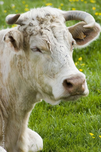 Obraz Elevage Charolais