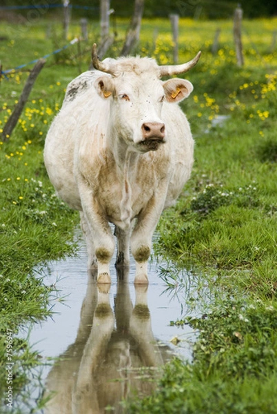 Obraz Elevage Charolais