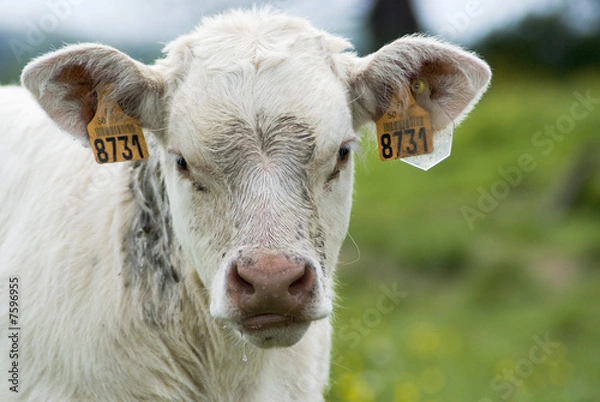 Obraz Elevage Charolais