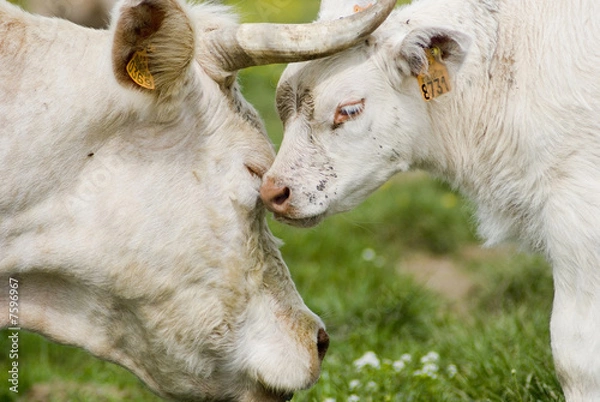 Obraz Hodowla Charolais