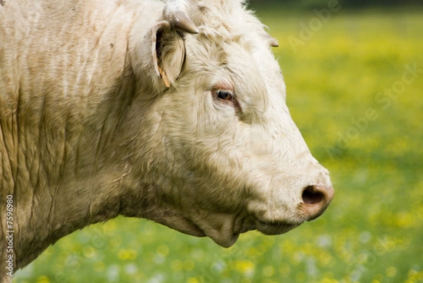 Obraz Elevage Charolais