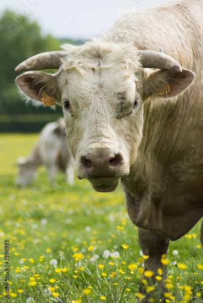 Obraz Elevage Charolais