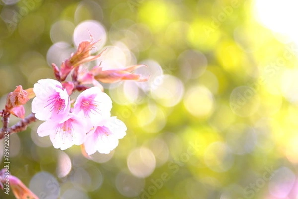 Obraz アタミザクラ