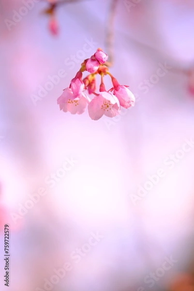 Obraz アタミザクラ