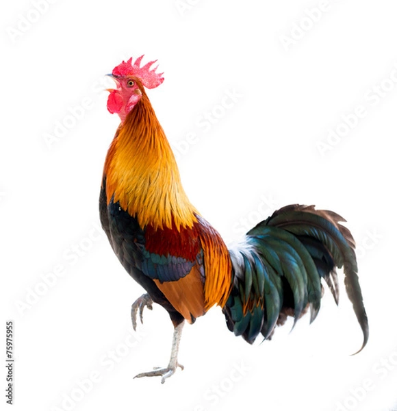 Obraz Rooster izolował