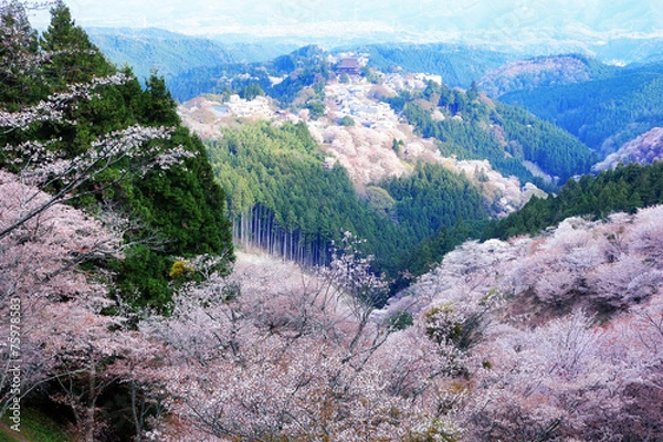 Obraz 吉野山の桜