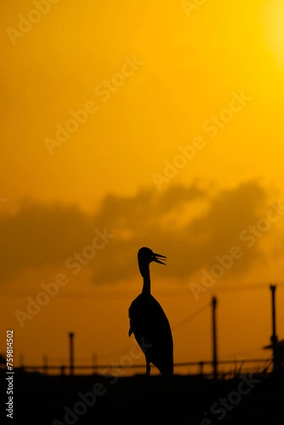 Fototapeta 夕焼けに映えるサギのシルエット