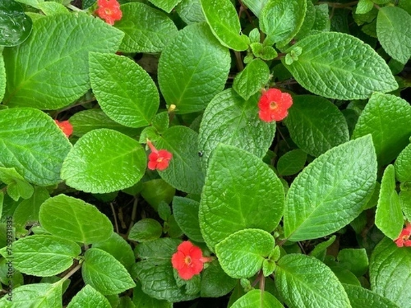 Obraz Bright green foliage punctuated with a few red flowers
