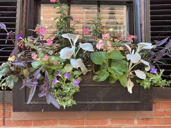 Obraz Potted plants: mix of some plants with flowers: fuchsias, dipladenias, begonias and foliage of different shades (purple, green and pale green) at the window of a red brick house