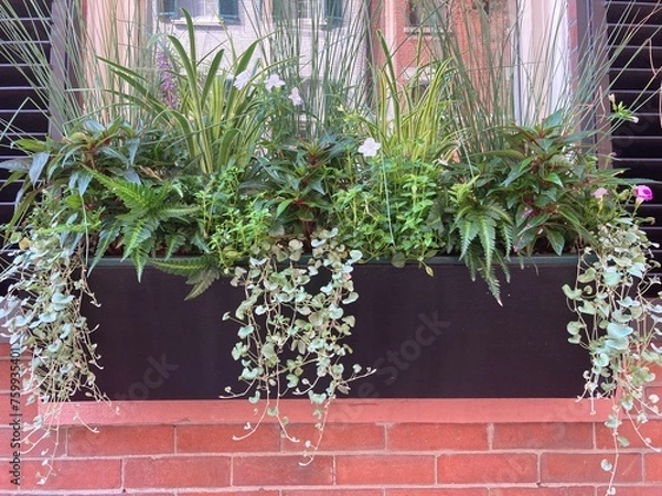 Obraz Very pretty window box composed exclusively of green plants of different colors and habit in front of the window of a red brick house: dichondra silver falls, grasses, ferns, impatiens...