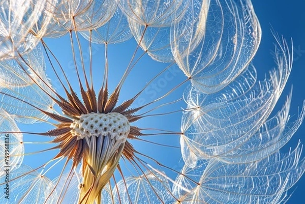 Obraz the intricate structure of a dandelion seed head against a clear blue sky. The fine, delicate seed parachutes radiate from the center, creating a striking pattern that's both fragile and strong