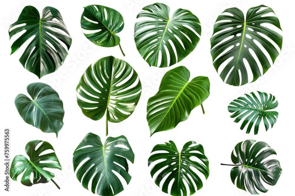Fototapeta A collection of green tropical leaves for your design material. Tropical leaves in a transparent background. Created with Generative AI.