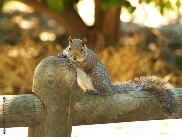 Fototapeta scoiattolo