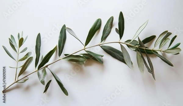 Obraz olive branch isolated on white