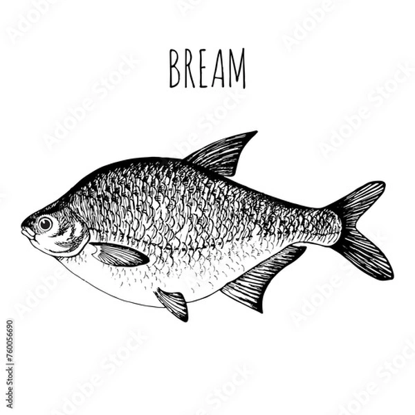 Fototapeta Bream, commercial sea fish. Engraving, hand-drawn sketch. Vintage style. Can be used to design menus, fish labels and price tags, presentation of seafood and canned seafood.