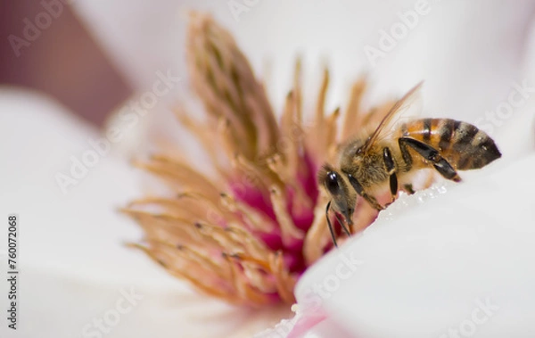 Obraz bee on the flower while looking for pollen