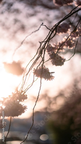 Obraz gegenlicht Kirschblüte