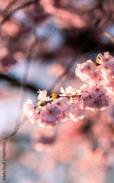 Obraz Kirschblütenzeit
