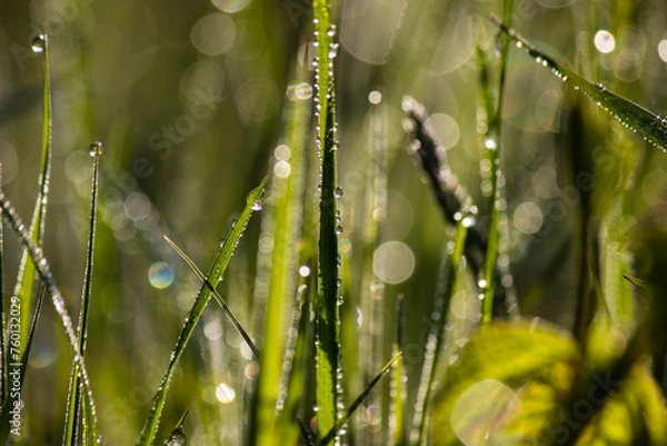 Fototapeta Morning dew on the grass in the sunlit forest