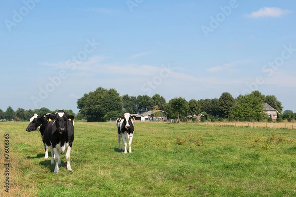 Fototapeta Dutch cows