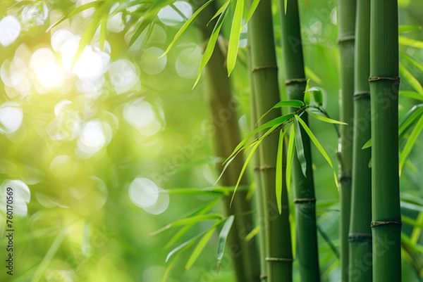 Fototapeta Bamboo forest background, bamboo wallpaper, forest background, nature background