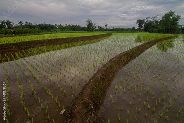 Obraz landscape in spring