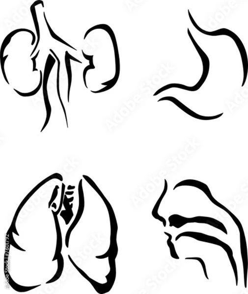 Fototapeta vector human organs