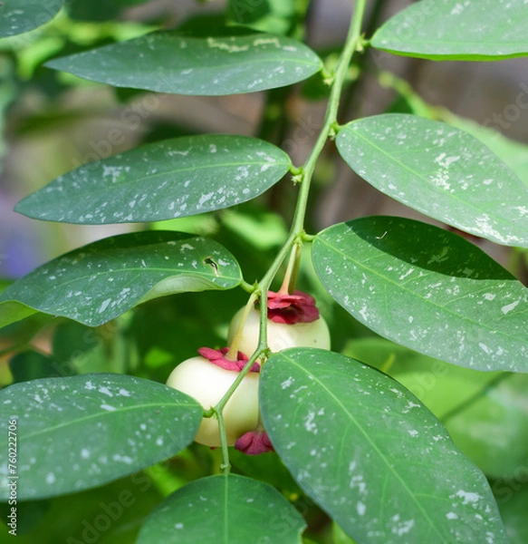Fototapeta katuk plant or sauropus androgynus is a tropical plant that can be cooked as a nutritious vegetable