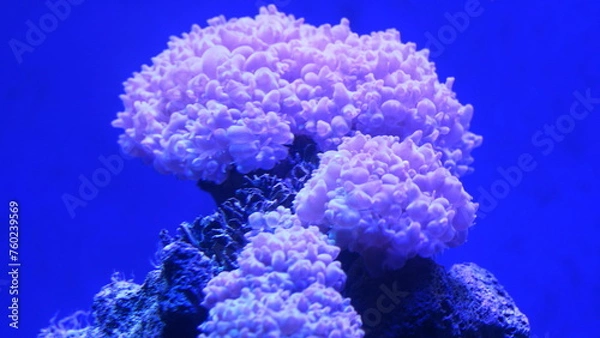 Fototapeta The Pearl Bubble Coral is named for its distinctive bubble-like vesicles or bubbles that cover its surface. These bubbles are typically translucent or opaque and have a pearly appearance|气泡珊瑚