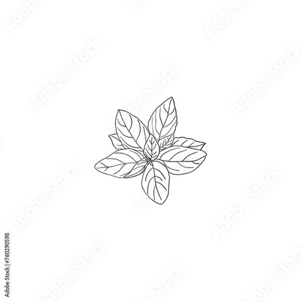 Obraz An outline illustration of Basil leaves in black ink