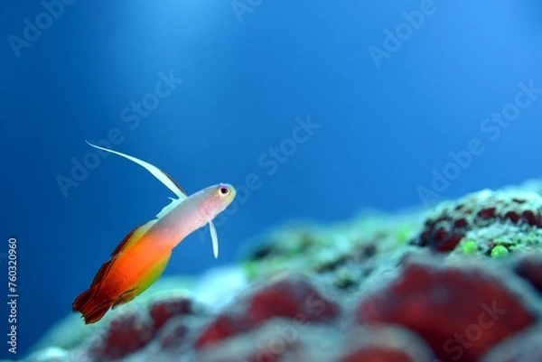 Obraz 水面の外を思うハタタテハゼ