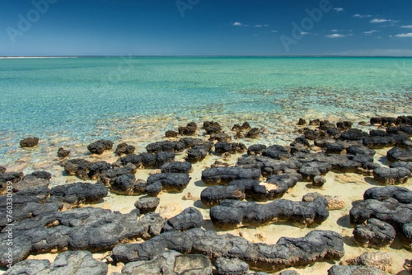 Fototapeta Discover the ancient wonders of stromatolites along the rugged coast of Western Australia, where living fossils whisper tales of Earth's primordial past.