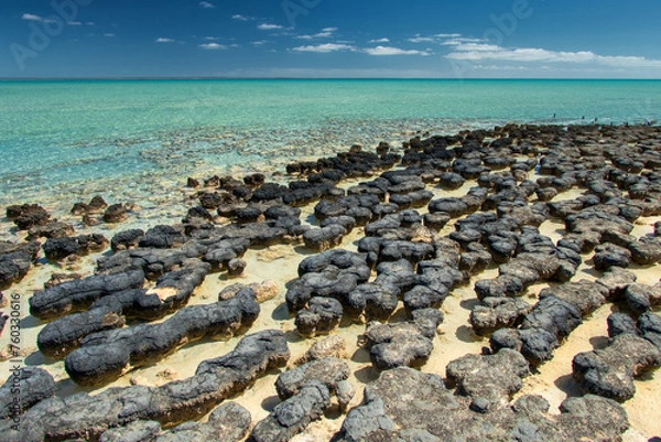Fototapeta Discover the ancient wonders of stromatolites along the rugged coast of Western Australia, where living fossils whisper tales of Earth's primordial past.