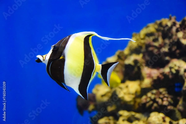 Obraz 水族館の水槽で泳ぐツノダシ、後ろに岩礁