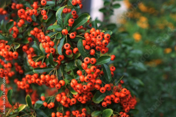 Fototapeta A bunch of red firethorn (Pyracantha coccinea) berries