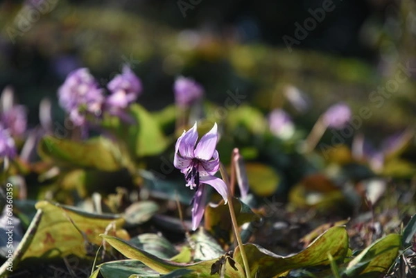 Obraz 	春の陽光を浴びる紫色のカタクリの花