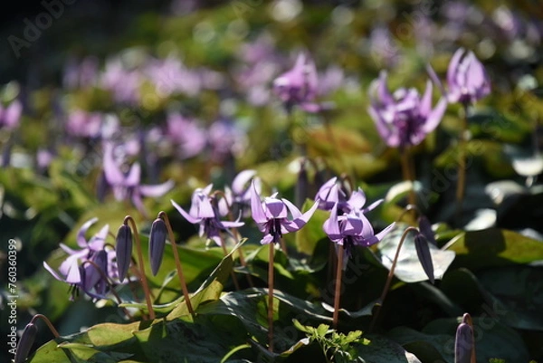 Obraz 	春の陽光を浴びる紫色のカタクリの花
