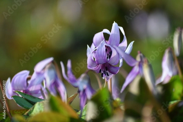 Obraz 	春の陽光を浴びる紫色のカタクリの花