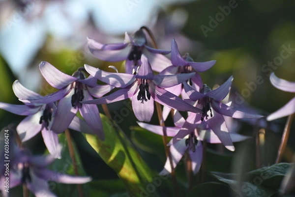 Obraz 	春の陽光を浴びる紫色のカタクリの花