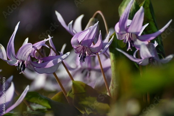 Obraz 	春の陽光を浴びる紫色のカタクリの花