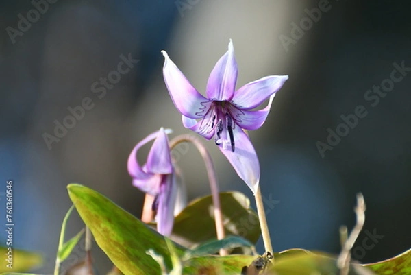 Obraz 	春の陽光を浴びる紫色のカタクリの花