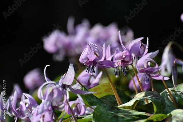 Obraz 	春の陽光を浴びる紫色のカタクリの花