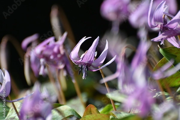 Obraz 	春の陽光を浴びる紫色のカタクリの花