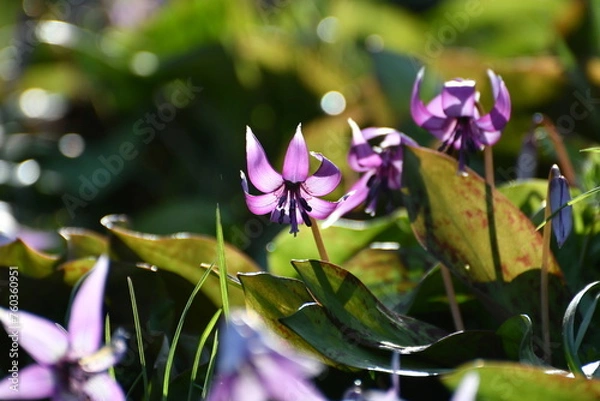 Obraz 	春の陽光を浴びる紫色のカタクリの花