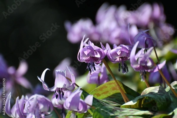 Obraz 	春の陽光を浴びる紫色のカタクリの花