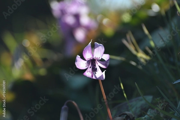 Obraz 	春の陽光を浴びる紫色のカタクリの花