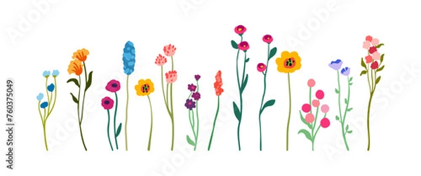 Fototapeta A set of delicate graceful wildflowers on tall stems with foliage. Simple floral elements. Wild plants isolated on white background. Flat vector illustration.