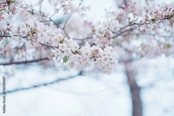 Fototapeta 東京の公園に咲く美しい桜の花